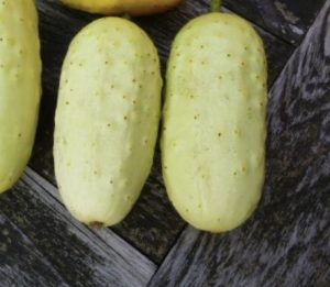 Boothby's cucumber is short, plump, and pale yellow, two pictured here.